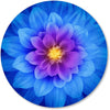 Blue Lotus Flower